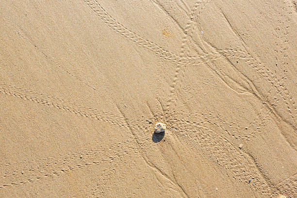 Footprint on the sand of the beach