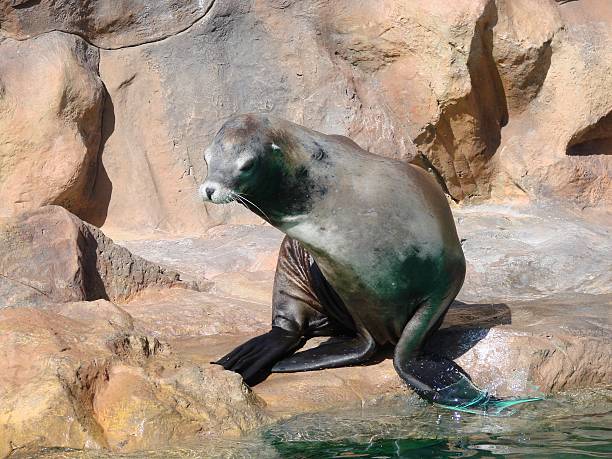 istock Harbor seal sitting on a rock by water 466570368