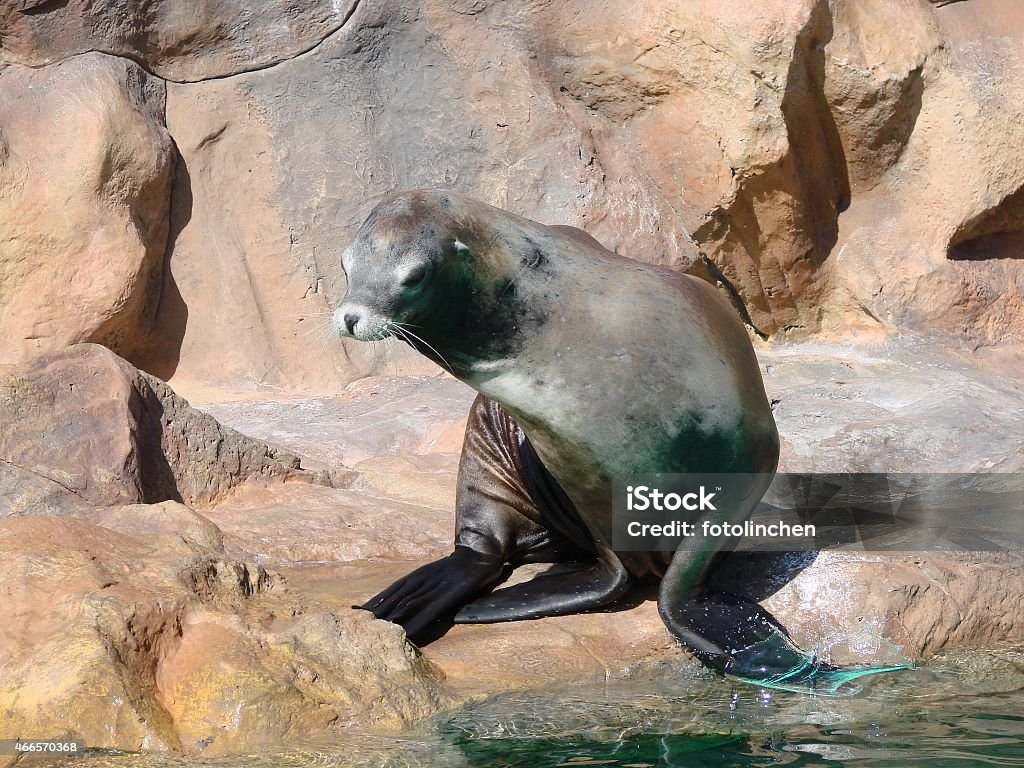 Harbor seal sitting on a rock by water Sea World - Jakarta Stock Photo