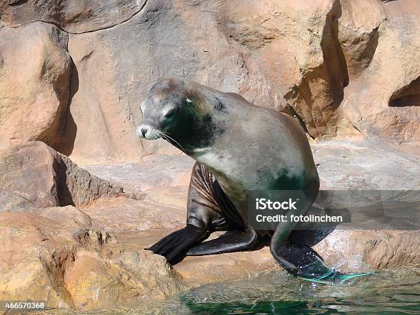 Harbor Seal Sitting On A Rock By Water Stock Photo - Download Image Now - Sea World - Jakarta, 2015, Animal Markings