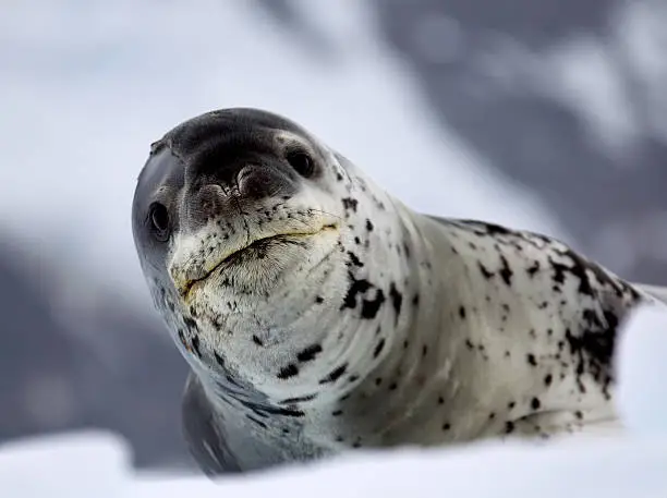 Photo of Curious leopard seal looking at camera sitting on ice floe