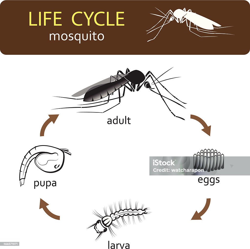 life cycle of mosquito educational chart of life cycle's mosquito Life Cycle stock vector