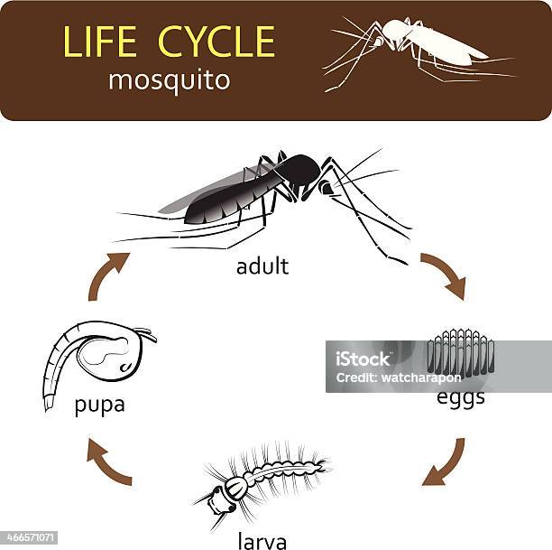 Life Cycle Of Mosquito Stock Illustration - Download Image Now - Life Cycle, Mosquito, Cycle - Concept