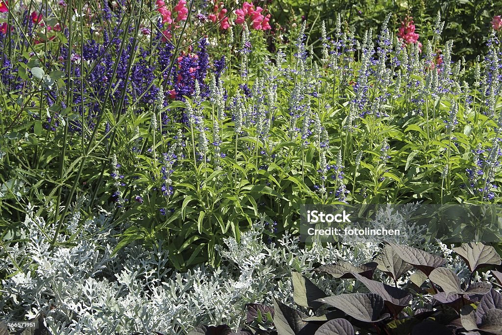 Blühende salvia - Lizenzfrei Blatt - Pflanzenbestandteile Stock-Foto