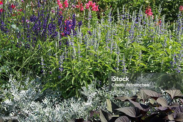Blühende Salvia Stockfoto und mehr Bilder von Blatt - Pflanzenbestandteile - Blatt - Pflanzenbestandteile, Blau, Blume