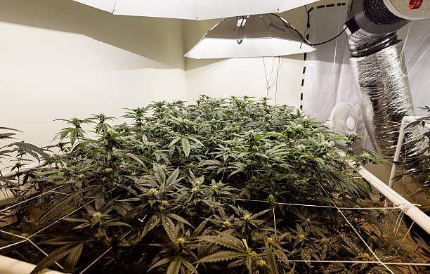 Indoor Marijuana Grow A photo of an indoor Marijuana grow. flowering plant stock pictures, royalty-free photos & images