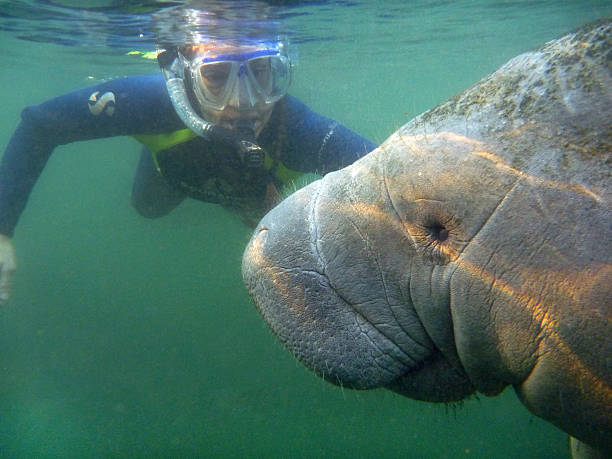 Tampa, Florida, U.S.A. - February 11, 2010: Floating near the surface by a freshwater spring in the Kings bay of the Crystal River, a sun lit manatee cruises by a woman snorkeling in a wet suit. 