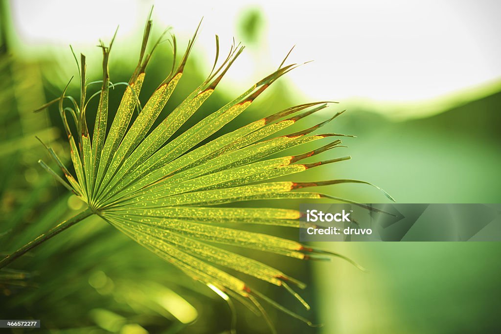 Close-up of green leafs - Foto de stock de Aire libre libre de derechos