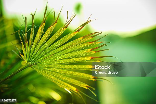 Closeup Of Green Leafs Foto de stock y más banco de imágenes de Aire libre - Aire libre, Amarillo - Color, Azul