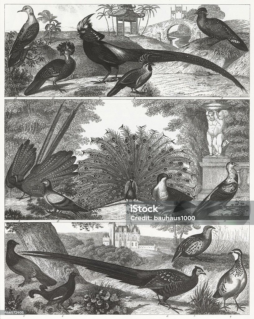 Exotic game birds are shown in a black-and-white engraving. Engraved illustrations of Members of the Orders Galliformes, and Columbiformes from Iconographic Encyclopedia of Science, Literature and Art, Published in 1851. Copyright has expired on this artwork. Digitally restored. Animals Hunting stock illustration