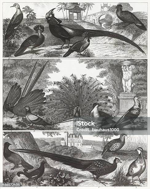 Exotic Game Birds Are Shown In A Blackandwhite Engraving Stock Illustration - Download Image Now