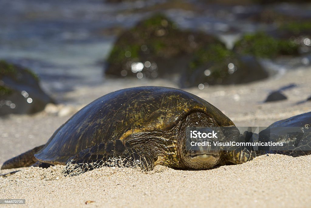 Tartaruga marinha verde. - Foto de stock de Animais em Extinção royalty-free
