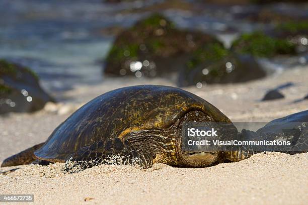 Foto de Tartaruga Marinha Verde e mais fotos de stock de Animais em Extinção - Animais em Extinção, Animal, Animal selvagem
