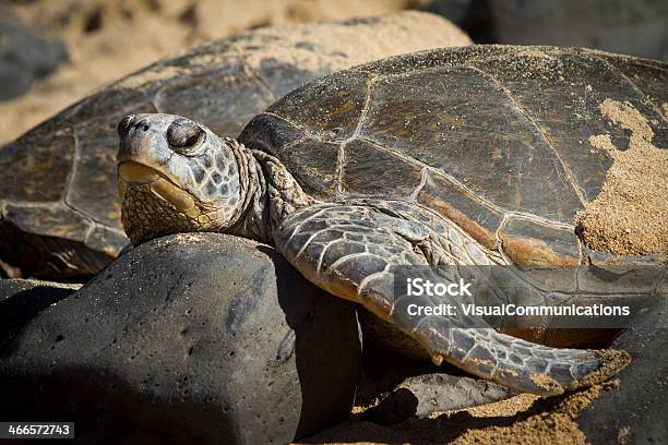 Zielony Żółwiowy - zdjęcia stockowe i więcej obrazów Dzikie zwierzęta - Dzikie zwierzęta, Fotografika, Gad