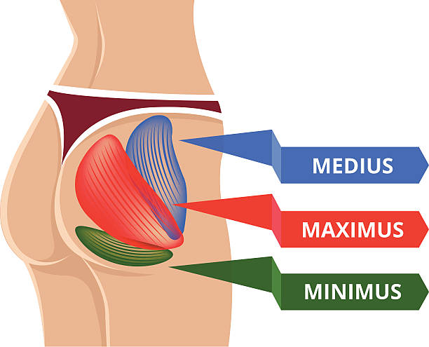 вектор плоская gluteus maximus иллюстрация - muscular build human muscle men anatomy stock illustrations