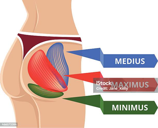 Vector Flat Gluteus Maximus Illustration Stock Illustration - Download Image Now - Buttocks, Muscular Build, Women