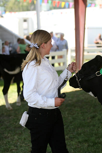 istock Showing at a Dairy Heifer County Fair 466573613