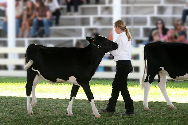 istock Showing at a Dairy Heifer County Fair 466573619