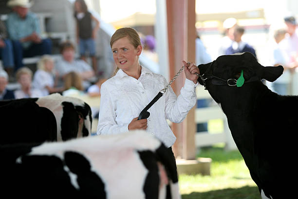 istock Showing at a Dairy Heifer County Fair 466573769