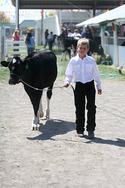 istock Boy Showing at a Dairy Heifer County Fair 466573777