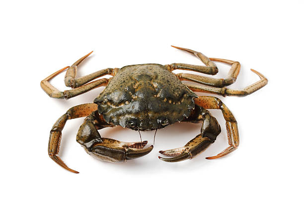 istock Littoral crab (Carcinus aestuarii) isolated on white 466575223