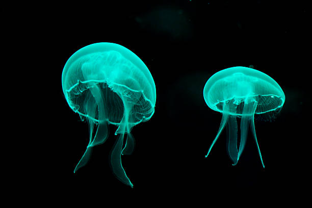 qualle - jellyfish translucent sea glowing stock-fotos und bilder