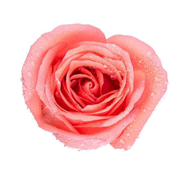 istock Background image of pink roses 466577417