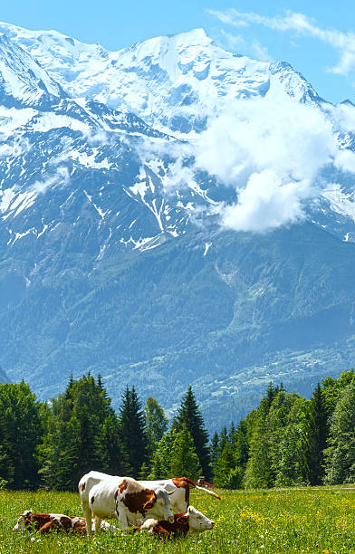 istock Herd cows on glade and Mont Blanc mountain massif. 466577667