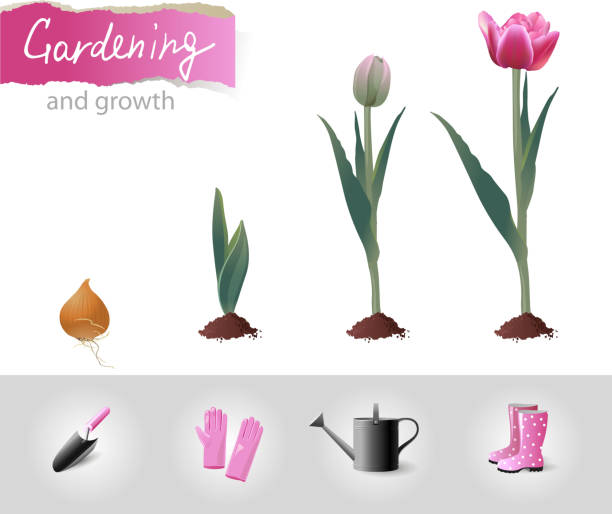 рост тюльпан - bud flower tulip flowers stock illustrations