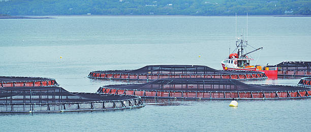 nova scotian da aquicultura - horizontal nova scotia bay of fundy bay imagens e fotografias de stock