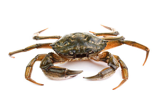 istock Littoral crab (Carcinus aestuarii) isolated on white 466582211