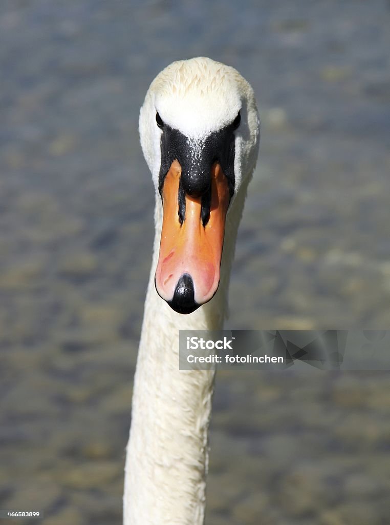 Schwan - Lizenzfrei Fotografie Stock-Foto