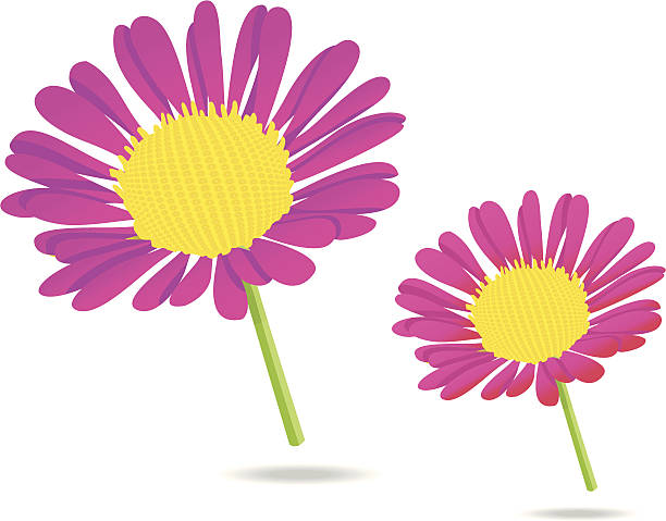 rosa/lila-farbige margueritteflowers - dekorative stock-grafiken, -clipart, -cartoons und -symbole