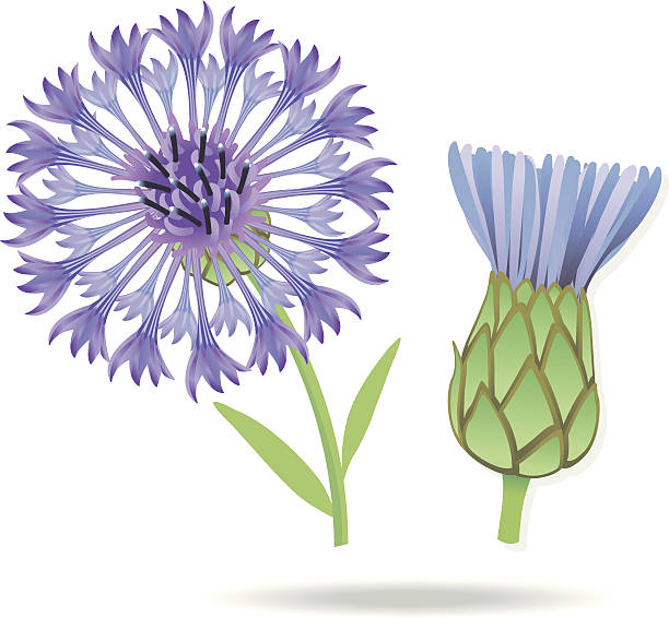 blueviolet kornblume - dekorative stock-grafiken, -clipart, -cartoons und -symbole