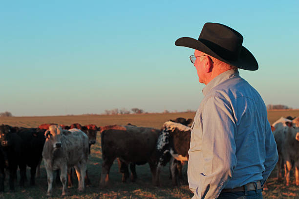 istock Cowboy Farmer Rancher with Cattle 466585631