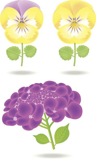 gelbe violet-/pansyflowers und hortensia. - dekorative stock-grafiken, -clipart, -cartoons und -symbole