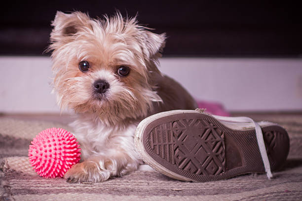 istock Little dog waiting for his owner 466587891