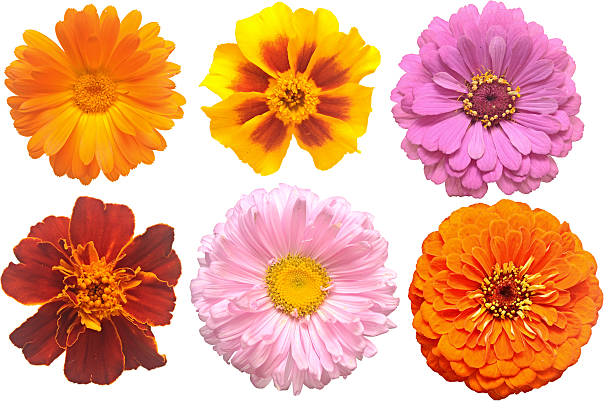istock Set of blooming variety flowers 466587963