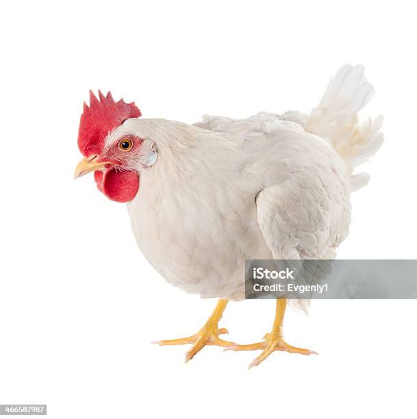 Hen Is A Laying Hen Of White Color With A Large Comb Stock Photo - Download Image Now