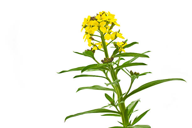 istock Blooming Cheiranthus cheri flower 466588063