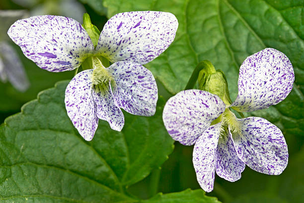 soft white viola