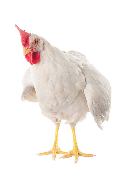 istock hen is a laying hen of white color. With a large comb. 466592733