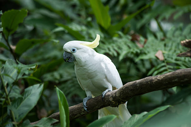 istock Sulphur-crested Cockatoo, Raised Yellow Crest, Australia 466593460