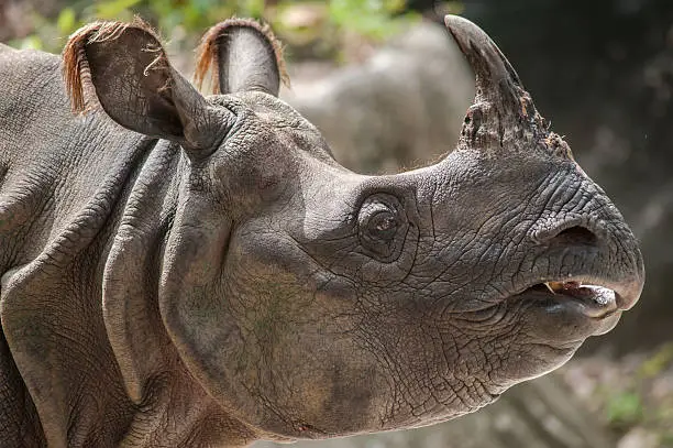 Greater One-horned Rhinoceros, Indian Rhinoceros(Rhinoce ros unicornis)