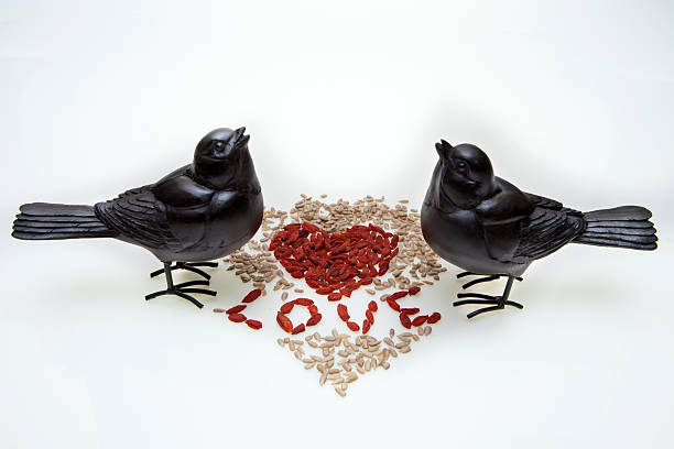 Birds in love