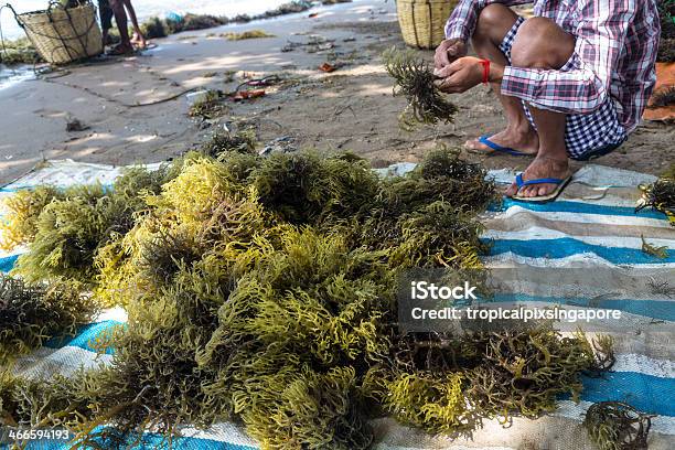 Cambogia Kep Provincia Koh Tonsay - Fotografie stock e altre immagini di Agricoltore - Agricoltore, Agricoltura, Alga marina