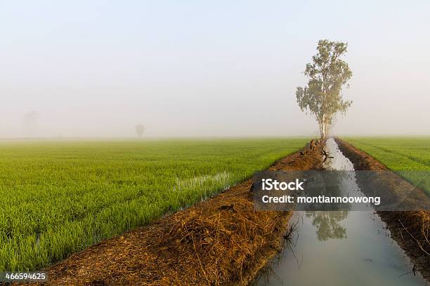 Fields Under The Fog Stock Photo - Download Image Now - Agricultural Field, Agriculture, Asia