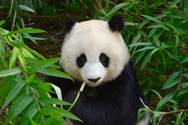 Hungry giant panda bear eating bamboo