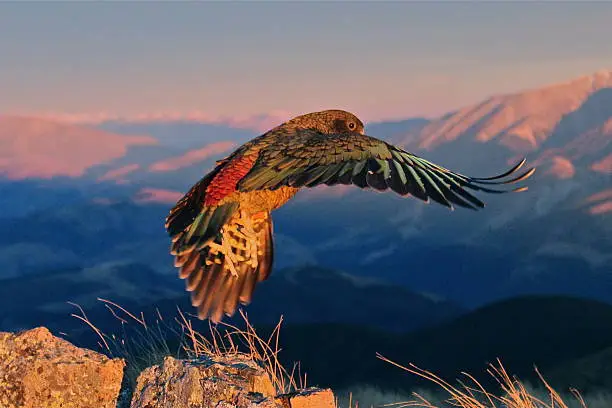 Kea shortly after taking off from a rock