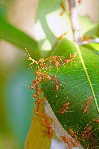 istock Ants nest of green leaves 466595975